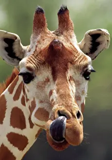 Reticulated: Reticulated Giraffe