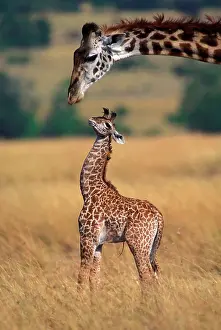 Umbilical: Reticulated Giraffe - adult with newborn calf