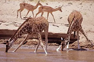 Bending: Reticulated Giraffe - bending down to drink water
