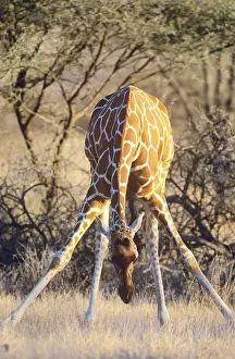 Bending: Reticulated Giraffe - bending down to feed on grass