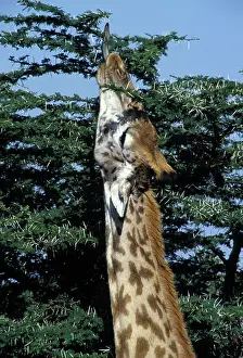 Reticulated Giraffe - close-up of head, feeding
