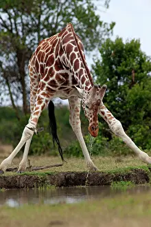 Camelopardilis: Reticulated Giraffe - drinking at waterhole