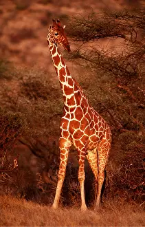 Reticulated: RETICULATED GIRAFFE - eating