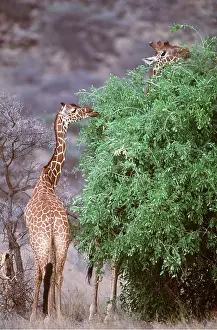 Reticulated: RETICULATED GIRAFFE - eating