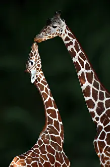 Reticulated: Two Reticulated giraffe (Giraffa camelopardalis