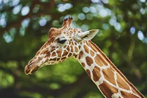 Reticulated: Reticulated giraffe (Giraffa camelopardalis reticulata)