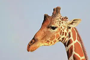Reticulated: Reticulated giraffe (Giraffa reticulata), portrait