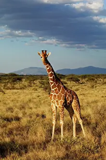Reticulata: Reticulated Giraffe, Giraffe camelopardalis
