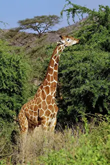 Reticulated: Reticulated Giraffe, Giraffe camelopardalis