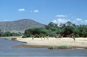 Reticulated: Reticulated Giraffe - herd by water, with African Elephants