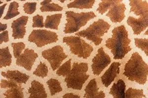Reticulated: Reticulated giraffe, Luangwa Valley, Zambia
