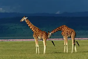 Assessing: Reticulated Giraffe - male assessing mating readiness