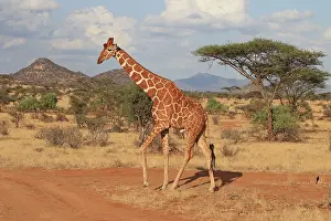 Reticulat: Reticulated Giraffe male walking