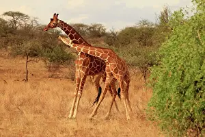 Reticulat: Reticulated Giraffe males fighting