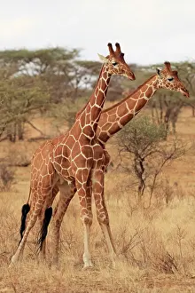 Reticulat: Reticulated Giraffe males fighting