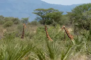 Meru: Reticulated Giraffe, Meru National Park