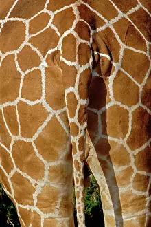 Reticulata: Reticulated Giraffe skin pattern on rear
