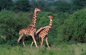 Smaller: Reticulated Giraffe - two, one with leg over second