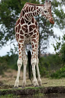 Camelopardilis: Reticulated Giraffe - at waterhole