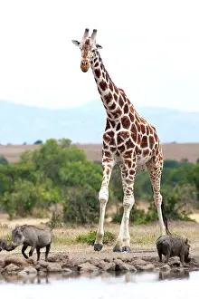 Warthogs: Reticulated Giraffe - at waterhole with Warthogs