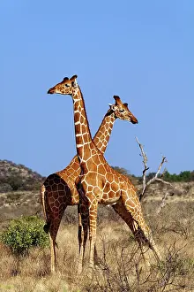 Reticulated: Reticulated Giraffes, Giraffe camelopardalis
