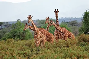 Reticulated: Reticulated Giraffes, Samburu National Game