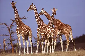 Reticulated: RETICULATED GIRAFFES - x four