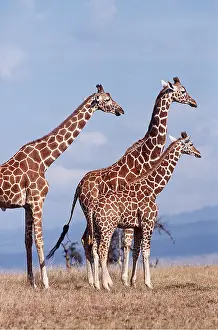 Reticulated: RETICULATED GIRAFFES - x three