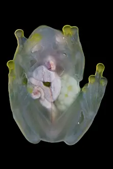 Gravid: Reticulated Glass Frog