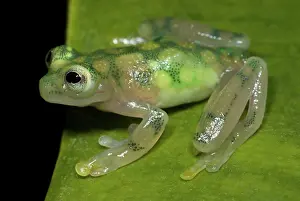 Gravid: Reticulated Glass Frog