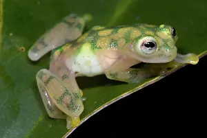 Gravid: Reticulated Glass Frog