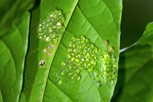 Jim Zipp: Reticulated Glass Frog, Hyalinobatrachium valerioi. the