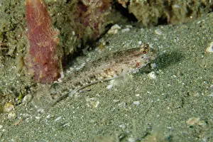 Goby: Reticulated Goby