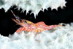 Hinge: Reticulated Hinge-beak Shrimp