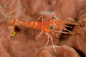 Hinge: Reticulated Hinge-beak Shrimp - Baracuda Point dive