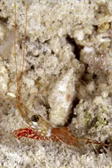 Hinge: Reticulated Hinge-beak Shrimp on night dive