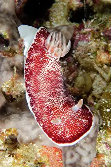 Reticulated: Reticulated Nudibranch - Keruo Channel dive site