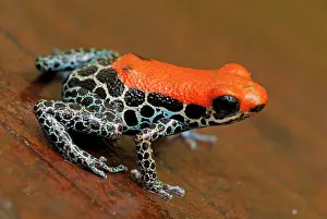 Reticulatus: Reticulated Poison Dart Frog