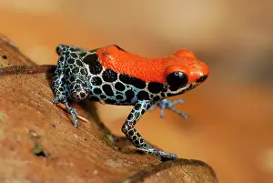 Reticulatus: Reticulated Poison Dart Frog