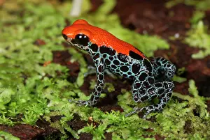 Reticulatus: Reticulated Poison Dart Frog