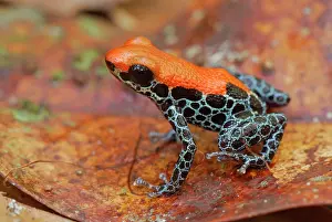 Reticulatus: Reticulated Poison Dart Frog