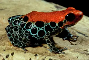 Reticulatus: Reticulated Poison Frog