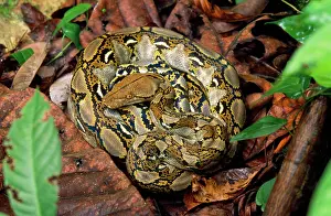 Reticulatus: Reticulated PYTHON