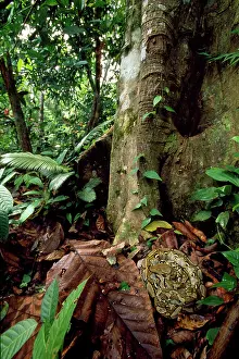 Reticulatus: Reticulated PYTHON