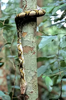 Reticulatus: Reticulated Python