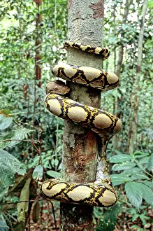 Reticulatus: Reticulated Python