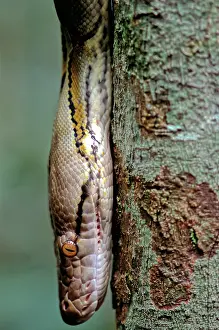 Reticulatus: Reticulated Python