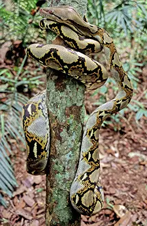 Reticulatus: Reticulated Python