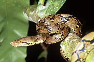 Sumatra: Reticulated Python