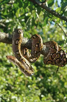 Coil: Reticulated Python